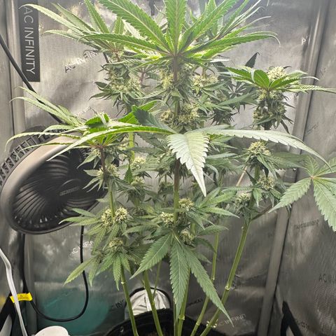 Lemore’ growlog timeline photo