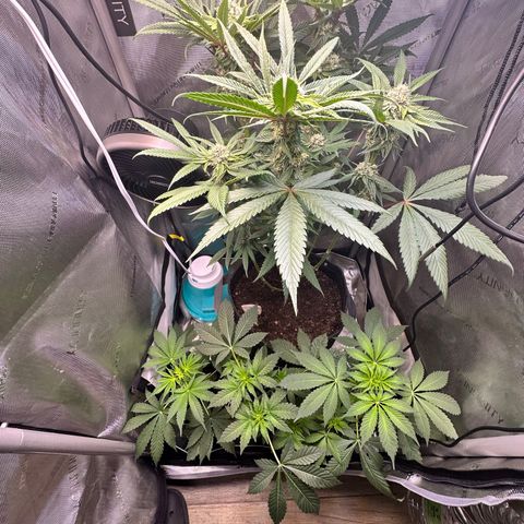 Lemore’ growlog timeline photo
