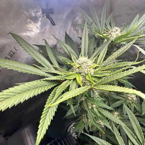 Lemore’ growlog timeline photo