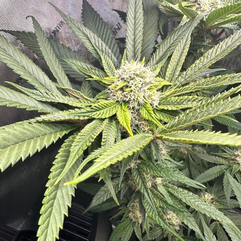 Lemore’ growlog timeline photo