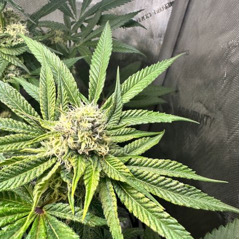Lemore’ growlog timeline photo