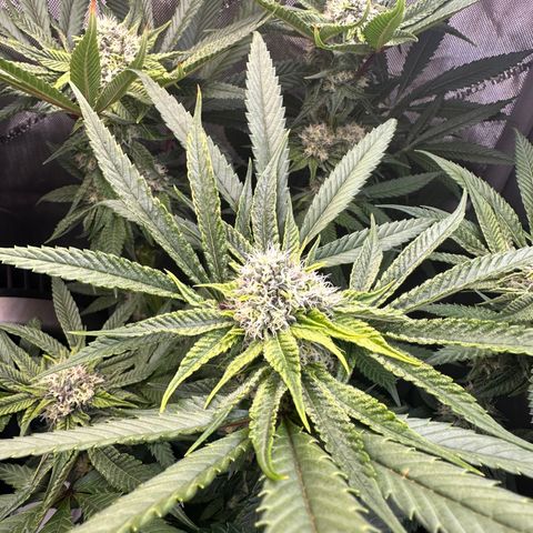 Lemore’ growlog timeline photo