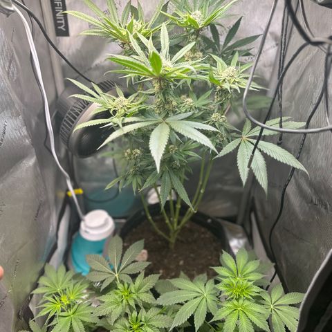 Lemore’ growlog timeline photo