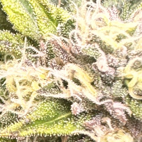 Lemore’ growlog timeline photo