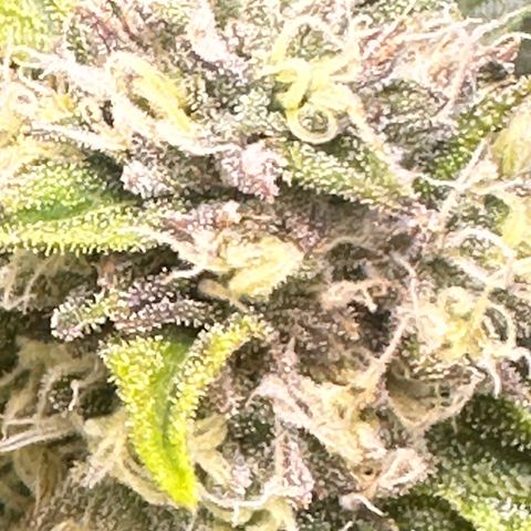 Lemore’ growlog timeline photo
