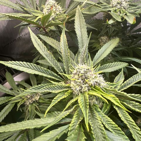 Lemore’ growlog timeline photo