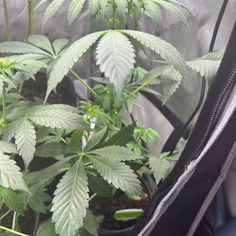 Fuegisima #1 growlog timeline photo