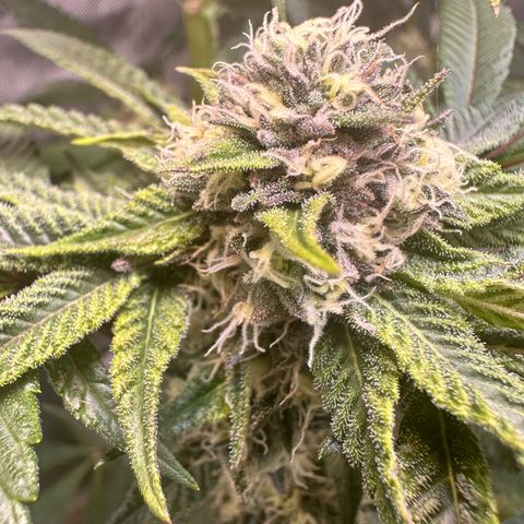 Lemore’ growlog timeline photo