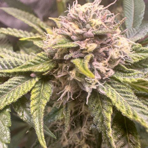 Lemore’ growlog timeline photo