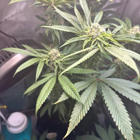 Lemore’ growlog timeline photo