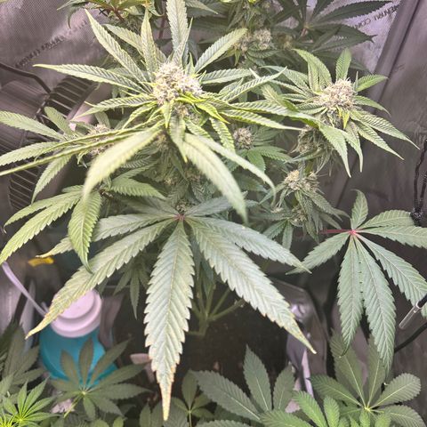 Lemore’ growlog timeline photo