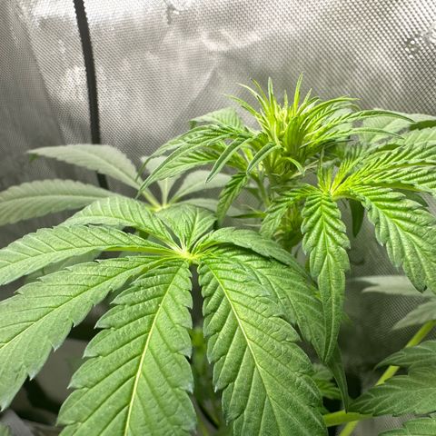 Fuegisima #1 growlog timeline photo