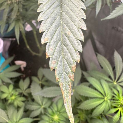 Lemore’ growlog timeline photo