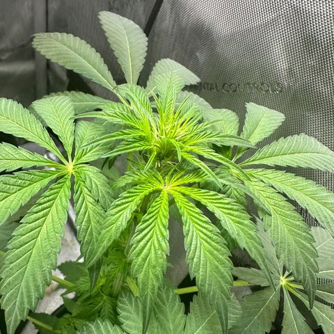 Fuegisima #1 growlog timeline photo