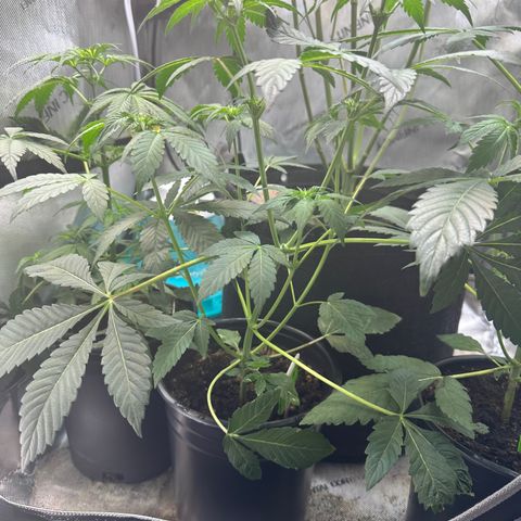 Fuegisima #2 growlog timeline photo