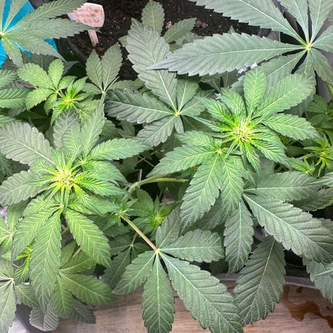 Fuegisima #2 growlog timeline photo