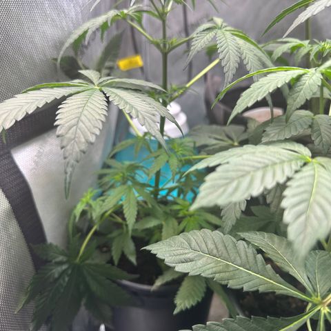 Maui Panama #2 growlog timeline photo