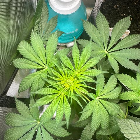 Maui Panama #2 growlog timeline photo
