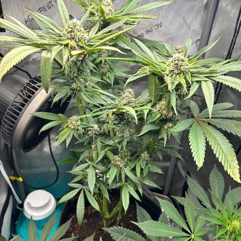 Lemore’ growlog timeline photo