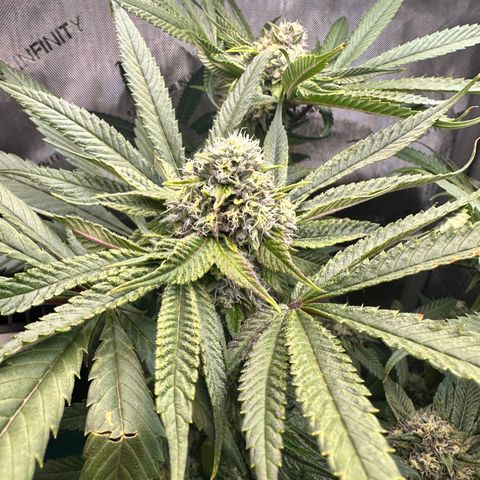 Lemore’ growlog timeline photo