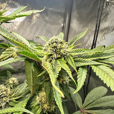 Lemore’ growlog timeline photo