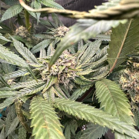 Lemore’ growlog timeline photo