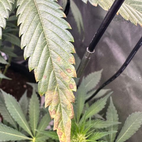 Lemore’ growlog timeline photo