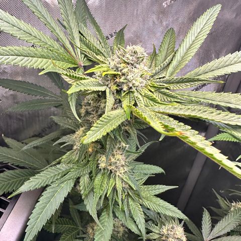 Lemore’ growlog timeline photo