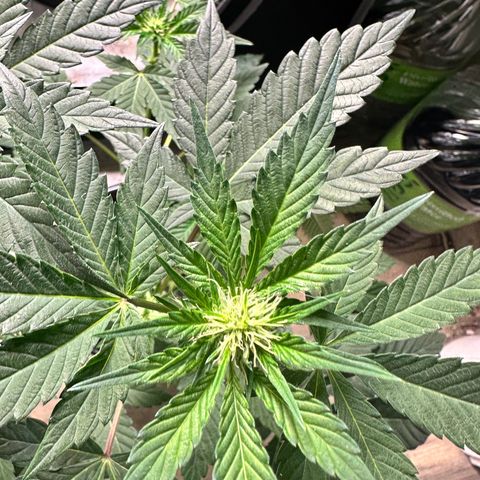 Fuegisima #1 growlog timeline photo