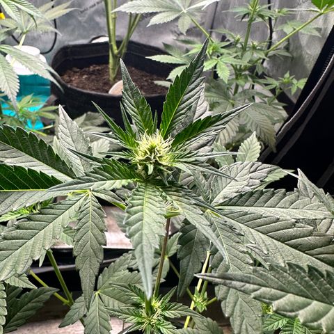Fuegisima #1 growlog timeline photo
