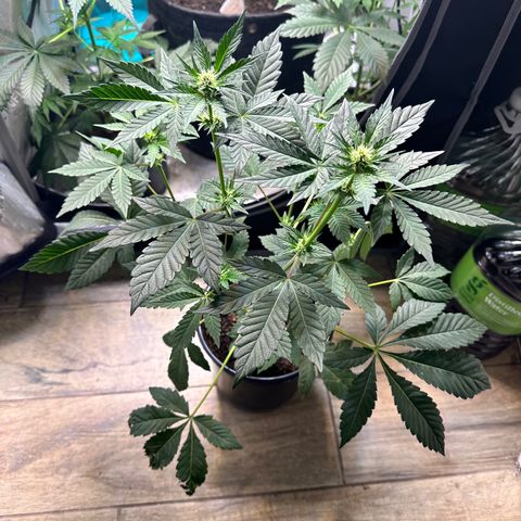Fuegisima #1 growlog timeline photo