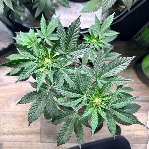Fuegisima #1 growlog timeline photo