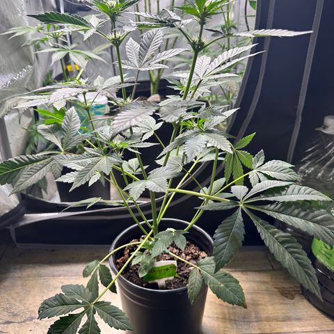 Fuegisima #1 growlog timeline photo