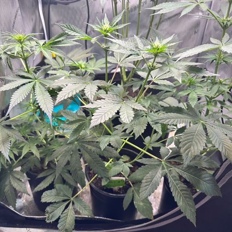 Fuegisima #1 growlog timeline photo
