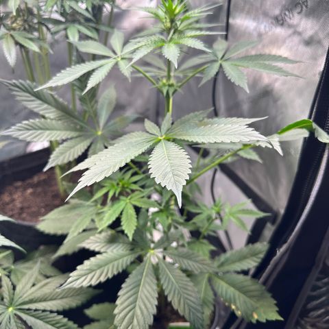 Fuegisima #2 growlog timeline photo