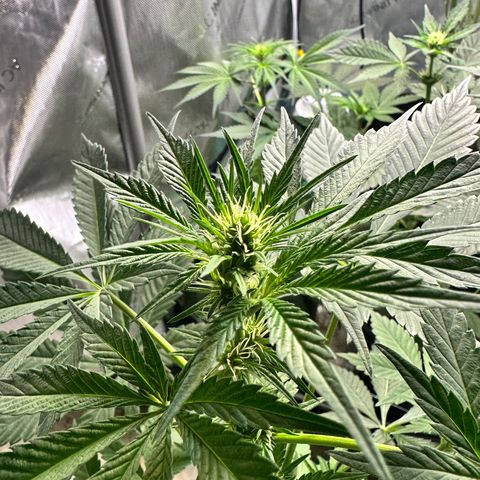 Fuegisima #2 growlog timeline photo
