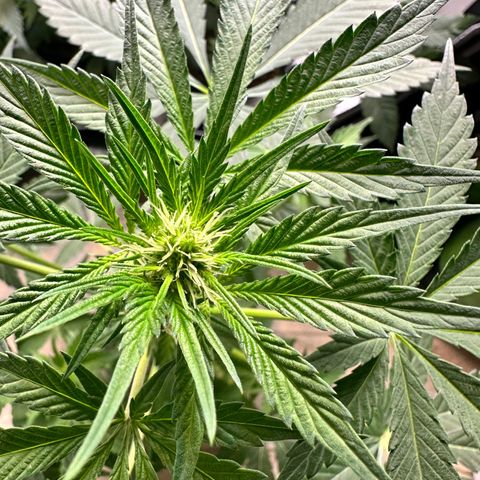 Fuegisima #2 growlog timeline photo