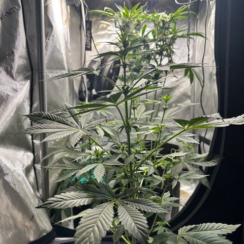 Fuegisima #2 growlog timeline photo