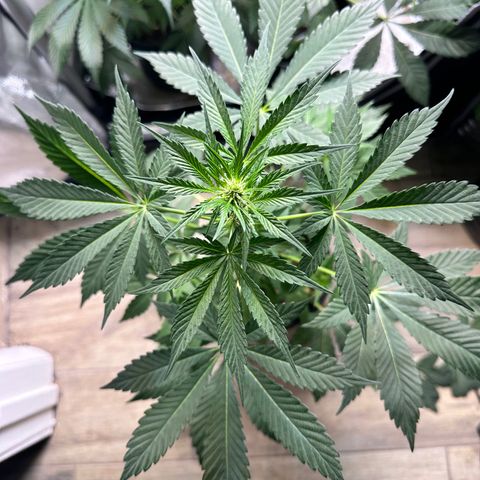 Fuegisima #2 growlog timeline photo