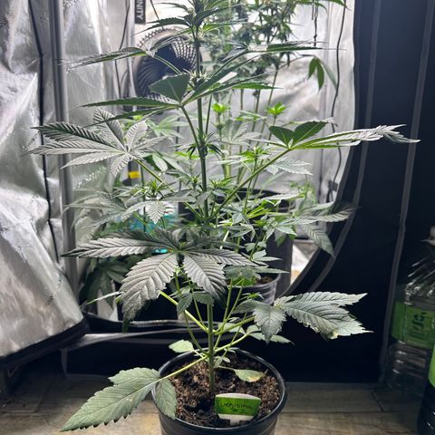 Fuegisima #2 growlog timeline photo