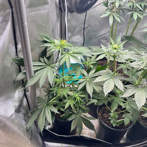Maui Panama #2 growlog timeline photo
