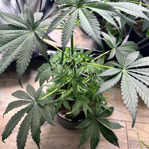 Maui Panama #2 growlog timeline photo