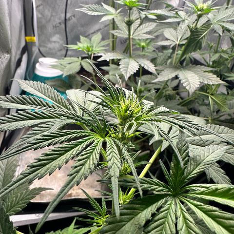 Maui Panama #2 growlog timeline photo