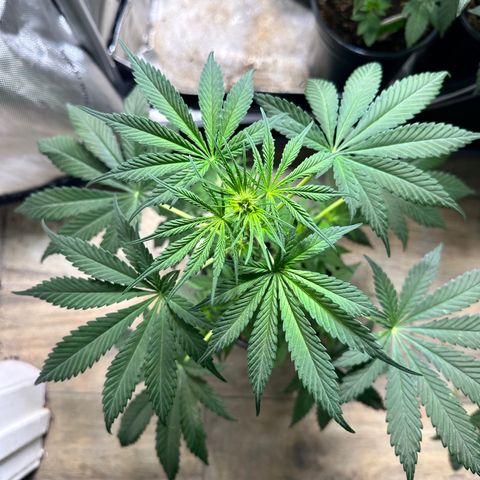 Maui Panama #2 growlog timeline photo