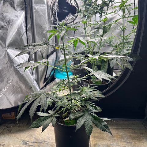 Maui Panama #2 growlog timeline photo