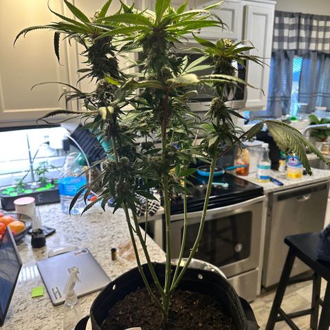 Lemore’ growlog timeline photo