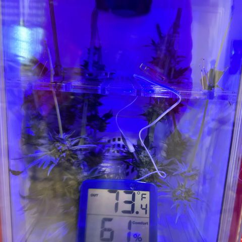 Lemore’ growlog timeline photo