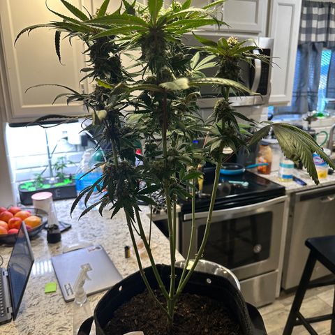 Lemore’ growlog timeline photo