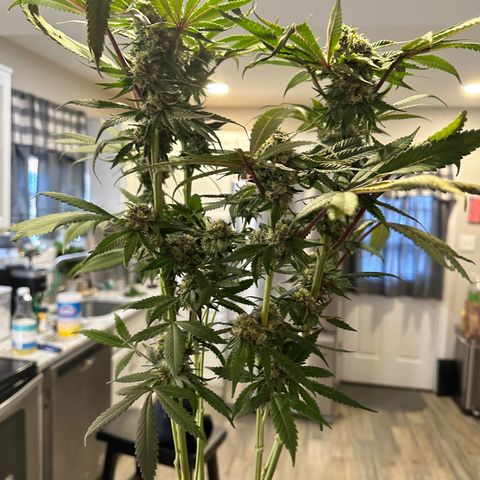 Lemore’ growlog timeline photo
