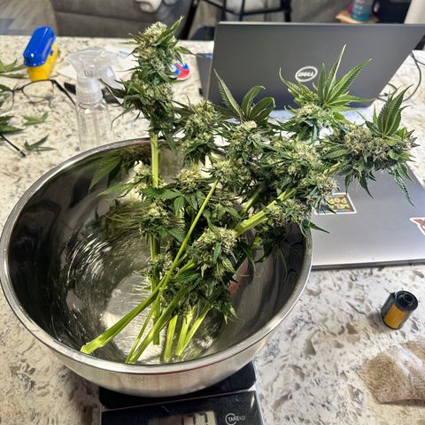 Lemore’ growlog timeline photo